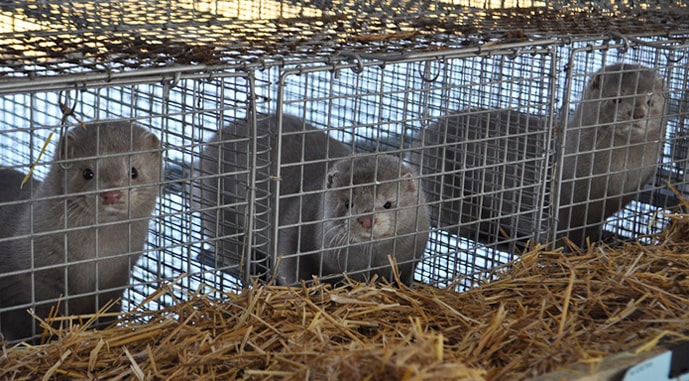 Конец меховой империи: Польша, крупнейший производитель меха в ЕС, запретила фермы