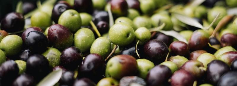 В Херсонской области появится оливковый сад