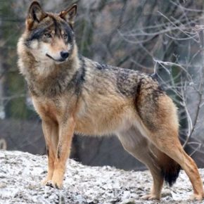 Ночной террор в деревнях: волки подходят к самым домам