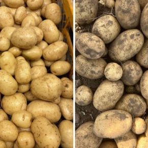 Новый сорт картофеля завоевывает международный рынок благодаря своей стрессоустойчивости