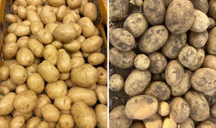 Новый сорт картофеля завоевывает международный рынок благодаря стрессоустойчивости