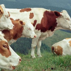 Новый закон о ветеринарной медицине и защите животных принял парламент