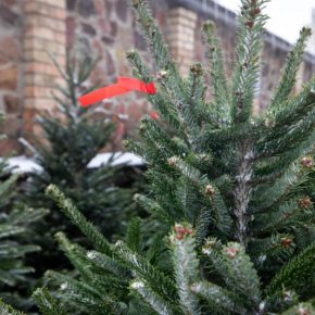 Елки за 3-4 тысячи гривен: Эксперты назвали стартовые цены в Украине