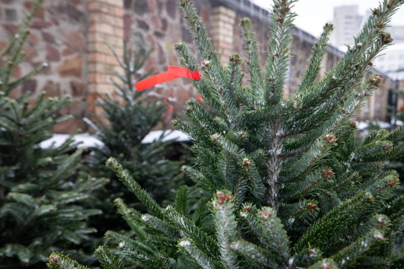 Елки за 3-4 тысячи гривен: Эксперты назвали стартовые цены в Украине