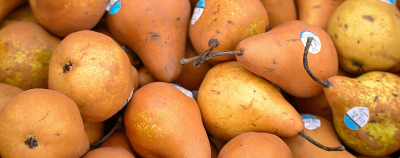 Прогноз производства яблок и груш в ЕС увеличен до 11 и 1,8 млн. тонн». /></p>
<p><strong>Всемирная ассоциация яблок и груш (WAPA) обновила свой прогноз по производству яблок и груш в Европе на 2025/2026 год, впервые представленный на выставке Prognosfruit в августе. Пересмотренные данные указывают на умеренный рост производства обеих культур: около 11 миллионов тонн яблок и чуть более 1,8 миллиона тонн груш.</strong></p>
<p>По данным WAPA, пересмотр в сторону повышения произошел после того, как благоприятные погодные условия в конце лета улучшили размер и цвет средне- и позднеспелых сортов. Несмотря на корректировки, общий объем производства остается ниже полного потенциала в 13 миллионов тонн яблок и более 2 миллионов тонн груш.</p><!-- adman_adcode (middle, 1) --><script async src=