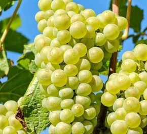 Садовод рассказал, что делать, если на винограде появились отеки (небольшие волосатые волдыри)