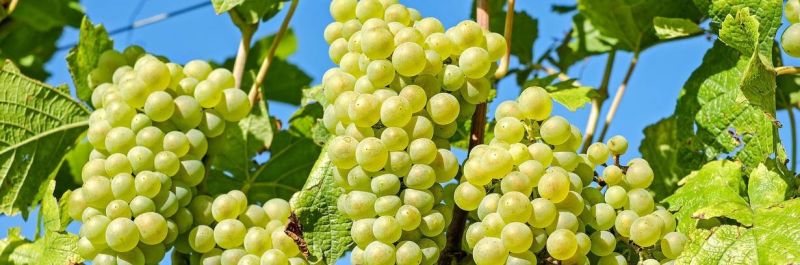 Садовник рассказал, что делать, когда на винограде (небольшом волосистом) появились отеки волдыри)