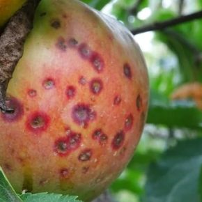 Садовод с 15-летним стажем рассказал, как избежать косточек на яблоках