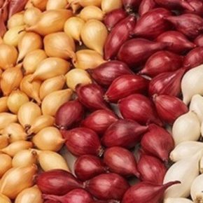 Огородник поделился двумя суперспособами хранения рассадного лука