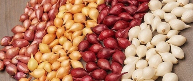 Огородник поделился двумя суперспособами хранения рассады лука