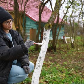 Садовник рассказал: есть ли смысл белить стволы деревьев?