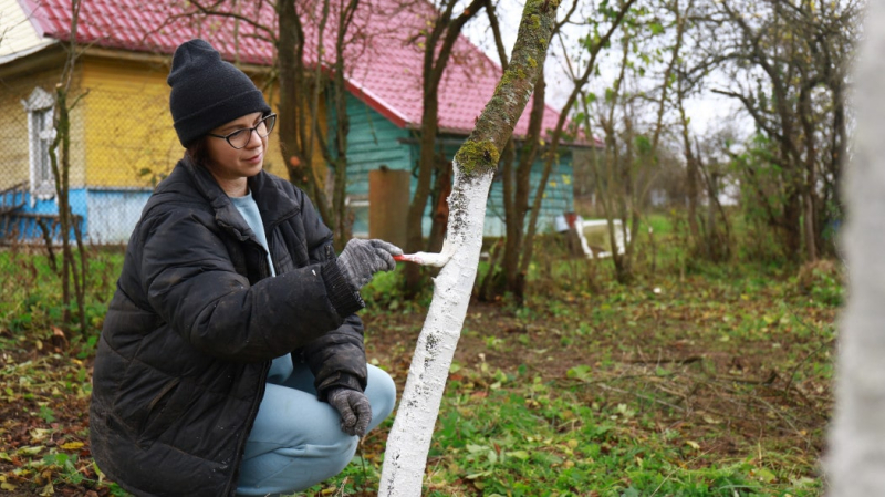 Садовник рассказал: есть ли смысл белить стволы деревьев?