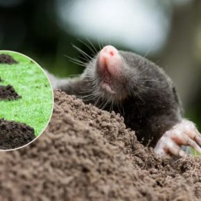 Садовник рассказал, как избавиться от кротов раз и навсегда