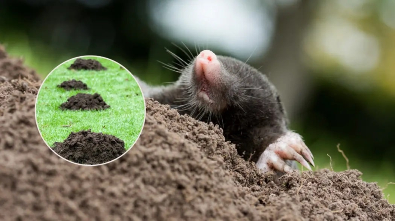 Садовник рассказал, как избавиться от кротов раз и навсегда