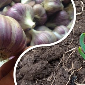 Огородник рассказал о суперчесноке: морозоустойчивом, сочном, суперполезном, с 12 гигантскими зубчиками.