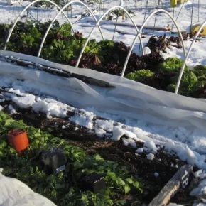 Садовник указал идеальные даты для декабрьских работ