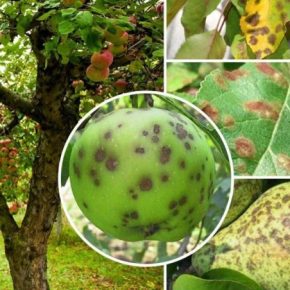 Огородники, черные точки на ваших яблоках: почему они появляются и как от них избавиться