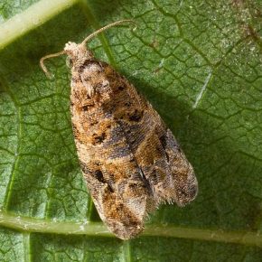 Садоводы, будьте осторожны: этому малинному жуку нужно особое внимание.