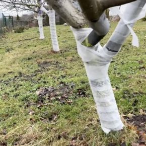 Садовники рассказали: «7 лет назад забыли про побелку деревьев – сейчас просто окутываю их».