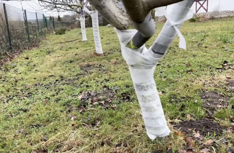 Садовники рассказали: "Я забыла про побелку деревьев 7 лет назад – только сейчас обертываю"
