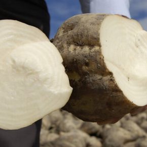 Шесть сахарных заводов завершили сезон: что сделало его рекордным и в то же время самым сложным