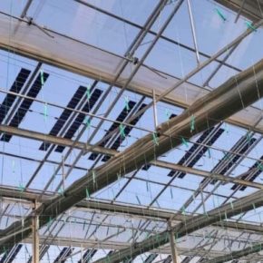 Солнце для урожая: как наностекло превращает ультрафиолет в красный свет