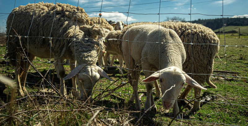 Более 423 000 овец и коз погибли в Греции из-за вспышки оспы