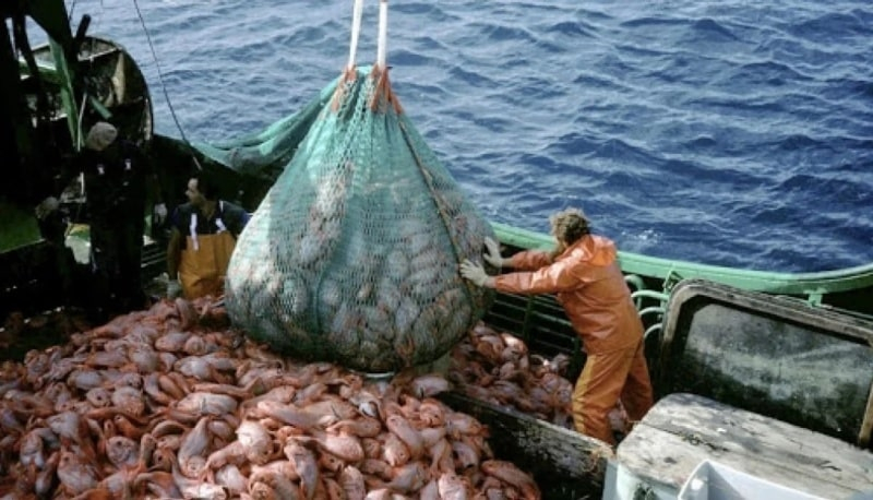 Украина получила квоту на промысловый лов рыбы в Атлантическом океане