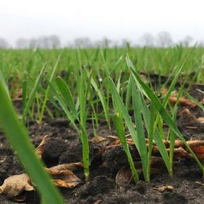 Украинские озимые культуры под угрозой