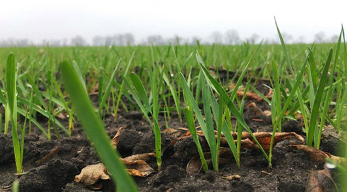 Украинские озимые под угрозой