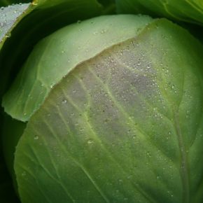 Украинские аграрии массово раздают капусту бесплатно из-за рекордного падения цен