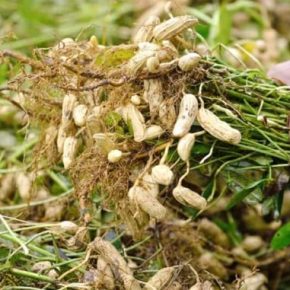 Украинские аграрии собрали арахис с урожайностью около 1 т/га.