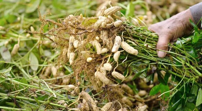 Украинские аграрии собрали арахис с урожайностью около 1 т/га