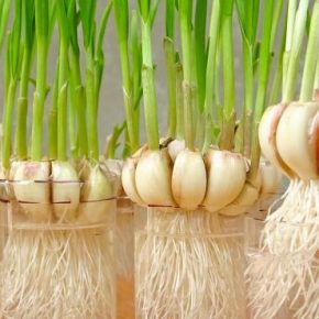 Уникальный способ выращивания чеснока на подоконнике