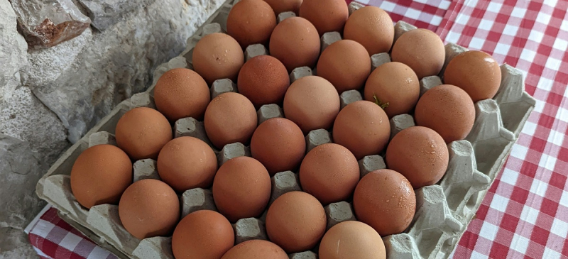 В Украине радикально переписали цены на яйца: сколько теперь стоит дюжина