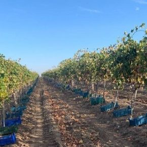 В Украине возрождают виноградники, заложенные фельдмаршалом Витгенштейном