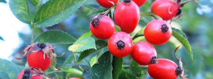В Украине высажены рекордные 53 га коммерческого шиповника