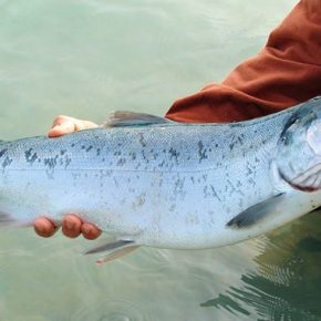 В Украине построят мощный комплекс по выращиванию 3000 тонн лосося в год