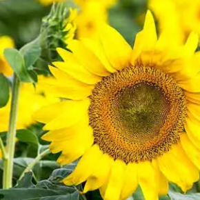 Ученые создали новый растительный заменитель мяса из подсолнечника