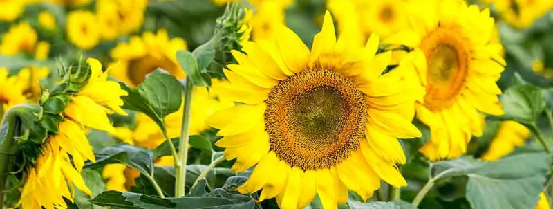 Ученые создали новый растительный заменитель мяса из подсолнечника