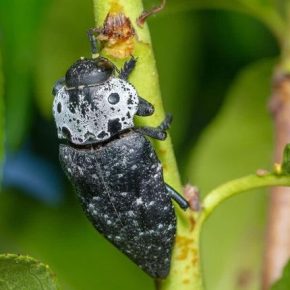 Черный золотой жук уничтожает сады в Болгарии
