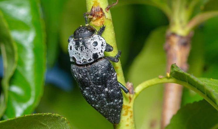 Жук черная златка уничтожает болгарские сады
