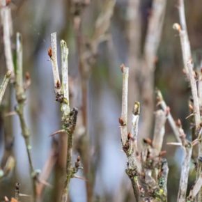 Зимовка крыжовника: секреты подготовки кустов к обильному урожаю