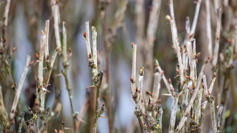 Зимовка крыжовника: секреты подготовки кустов к обильному урожаю