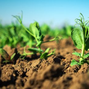 Аграриям посоветовали новые направления: какие культуры выгодно выращивать в Украине