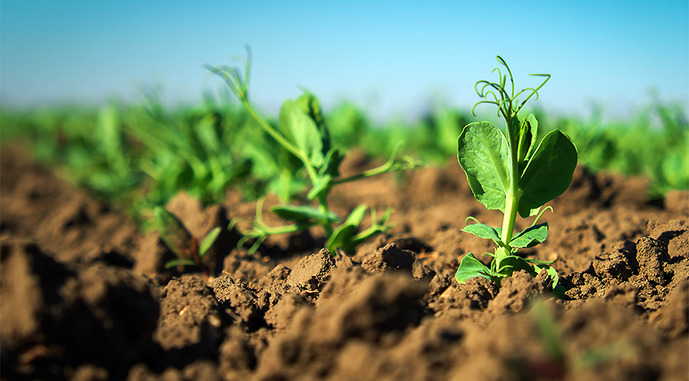 Аграриям посоветовали новые направления: какие культуры выгодно выращивать в Украине