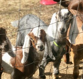 Почему разведение коз в Украине не становится прибыльным бизнесом: мнение эксперта
