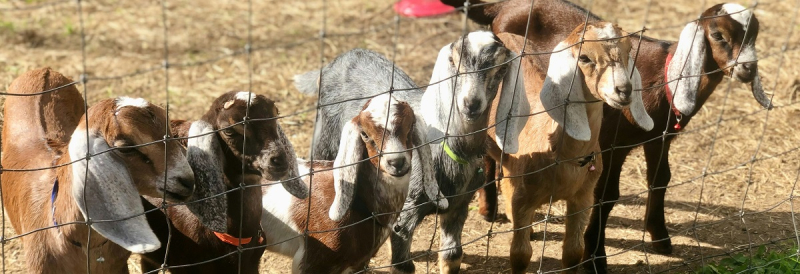 Почему козоводство в Украине не становится прибыльным бизнесом: мнение эксперта