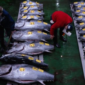 Цена потрясла мир: в Японии рыбу продали за рекордную сумму