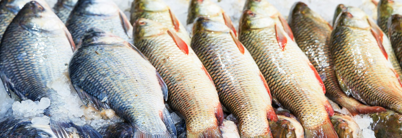 Цены на рыбу в Украине взлетят: какие виды подорожают в 2026 году